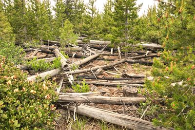 Fremont National Recreation Trail