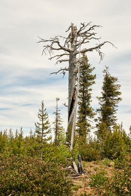 Fremont National Recreation Trail