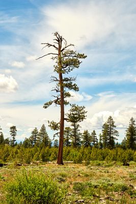 Fremont National Recreation Trail