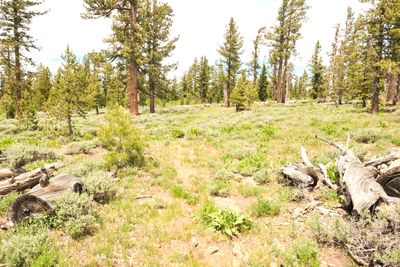Fremont National Recreation Trail