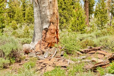 Fremont National Recreation Trail