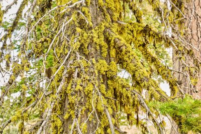 Fremont National Recreation Trail