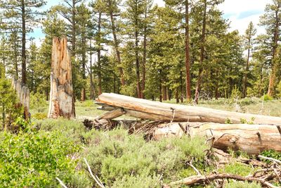 Fremont National Recreation Trail
