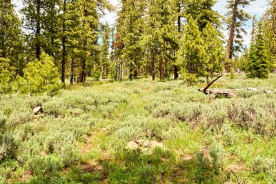 Fremont National Recreation Trail