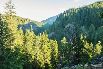 Diamond Creek Falls