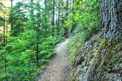 Diamond Creek Falls