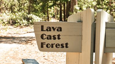 Lava Cast Forest