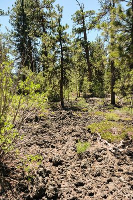 Lava Cast Forest