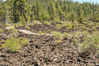 Lava Cast Forest