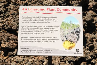 Lava Cast Forest