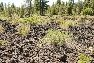 Lava Cast Forest