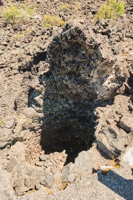 Lava Cast Forest