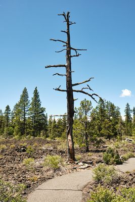 Lava Cast Forest