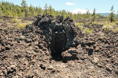 Lava Cast Forest