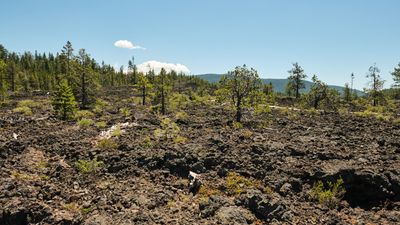 Lava Cast Forest