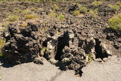 Lava Cast Forest