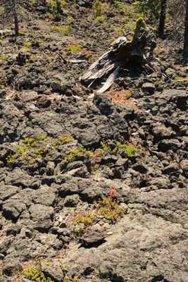 Lava Cast Forest