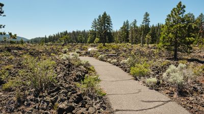 Lava Cast Forest