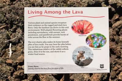Lava Cast Forest
