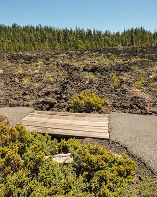 Lava Cast Forest
