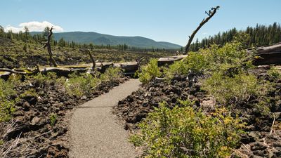 Lava Cast Forest
