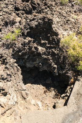 Lava Cast Forest