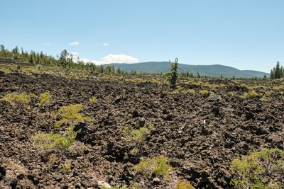 Lava Cast Forest