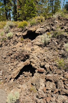 Lava Cast Forest