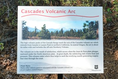 Lava Cast Forest