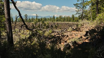 Lava Cast Forest