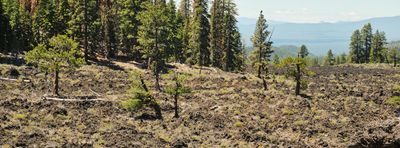 Lava Cast Forest