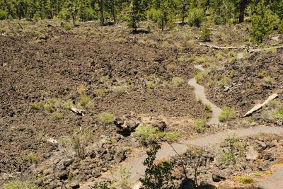 Lava Cast Forest