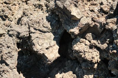 Lava Cast Forest