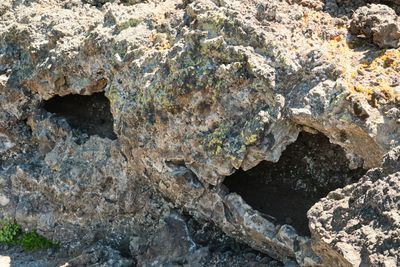 Lava Cast Forest