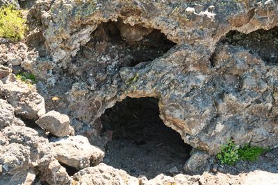 Lava Cast Forest