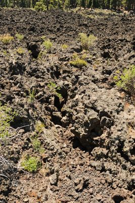 Lava Cast Forest