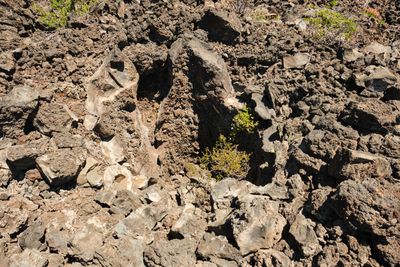 Lava Cast Forest