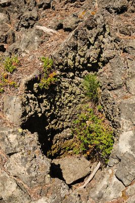 Lava Cast Forest
