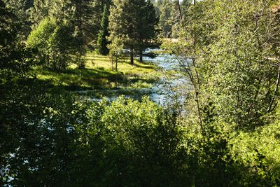 Head of the Metolius