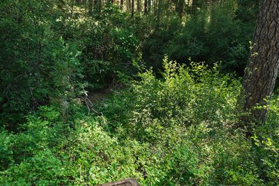 Head of the Metolius