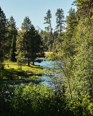 Head of the Metolius