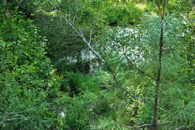 Head of the Metolius
