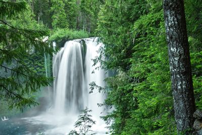 Koosah Falls