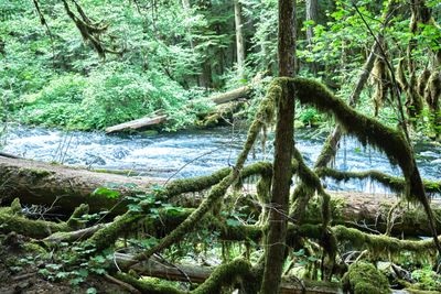 Tamolitch Blue Pool