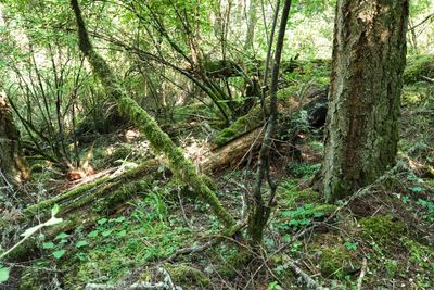 Obstruction Pass State Park