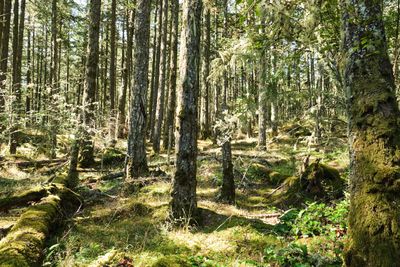 Obstruction Pass State Park