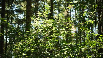 Obstruction Pass State Park