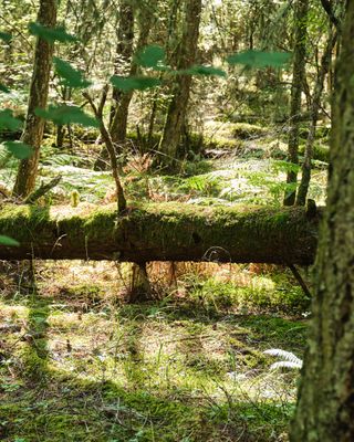 Obstruction Pass State Park