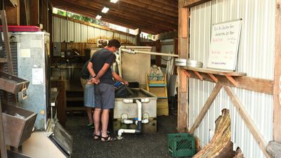Buck Bay Shellfish Farm