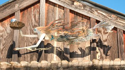 Buck Bay Shellfish Farm